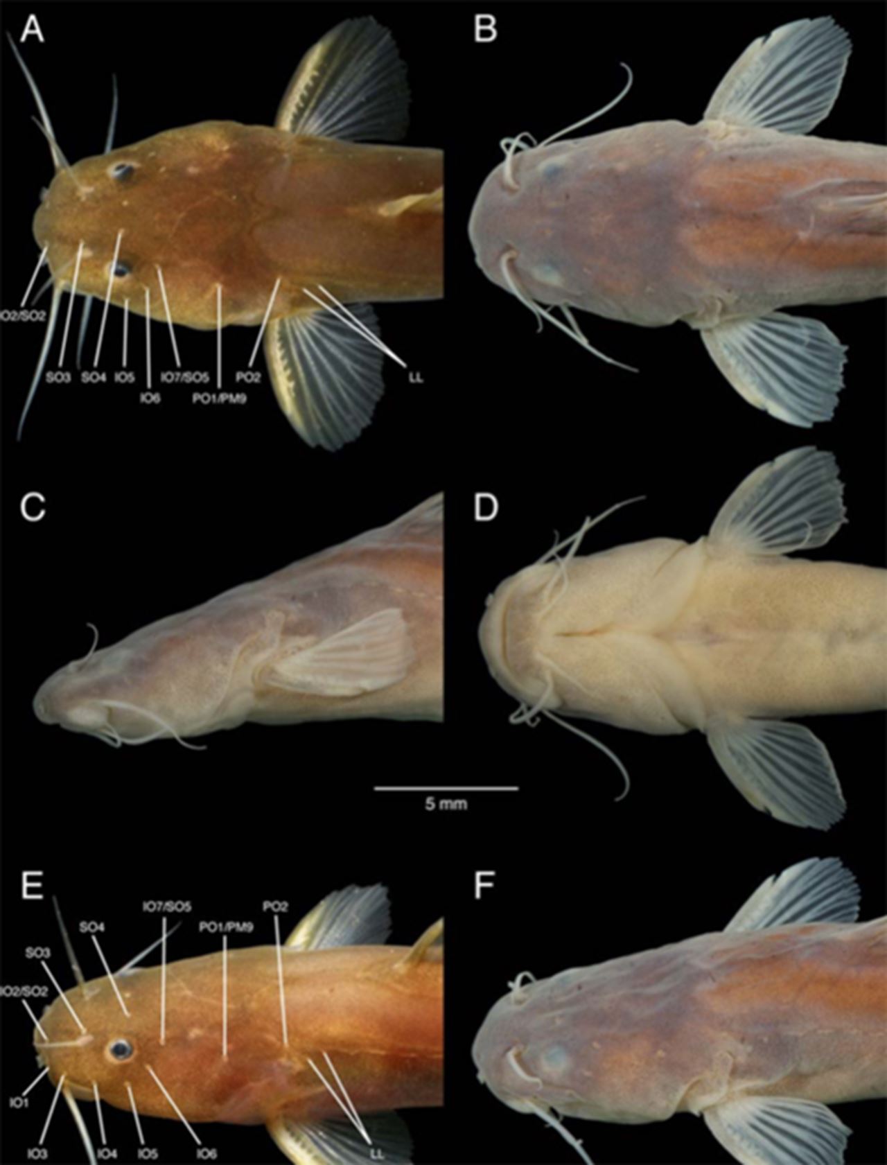 A close-up of the front of the Sundolyra latebrosa.