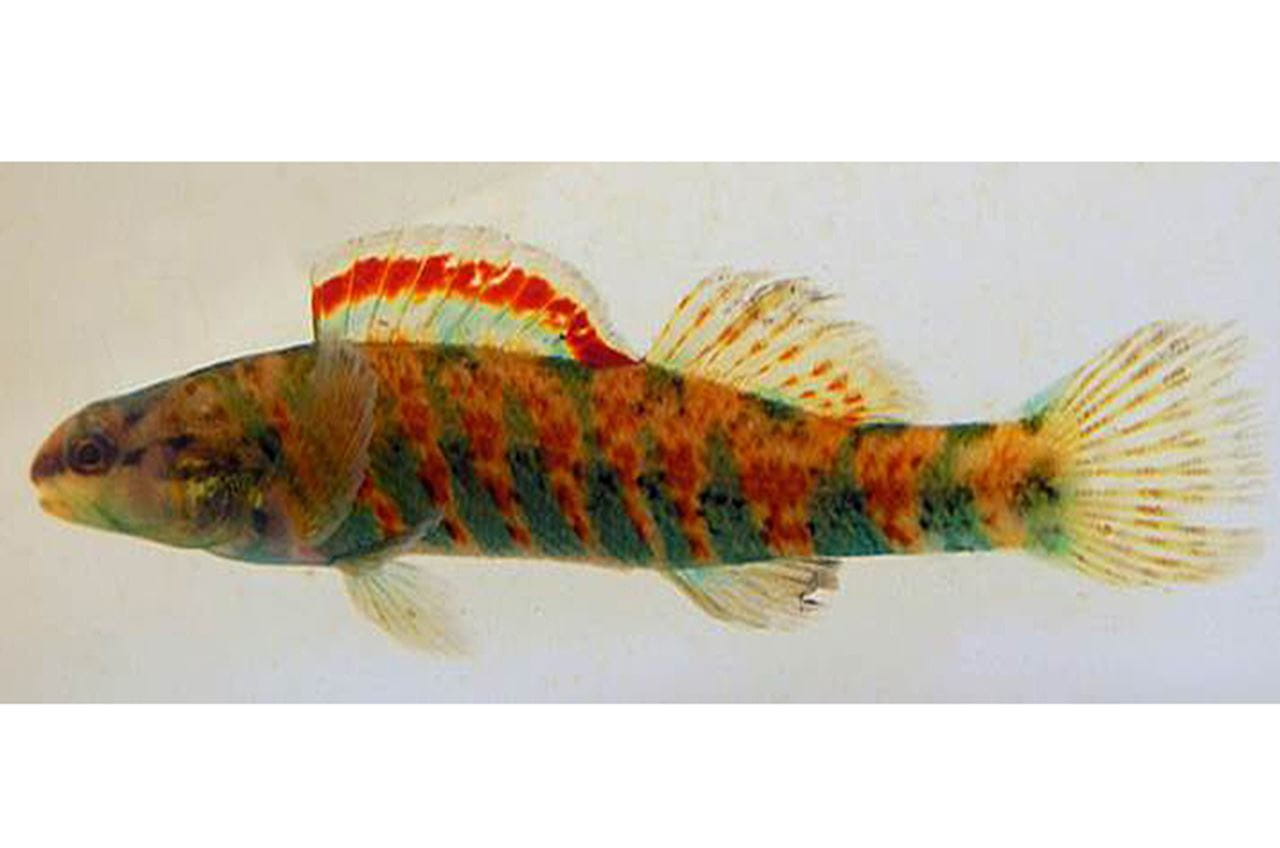 Christmas darter