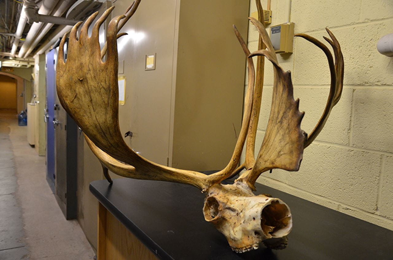 reindeer antlers and skull