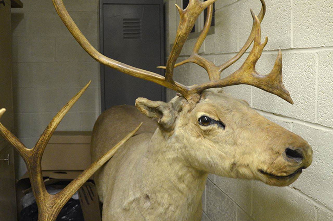 taxidermied reindeer