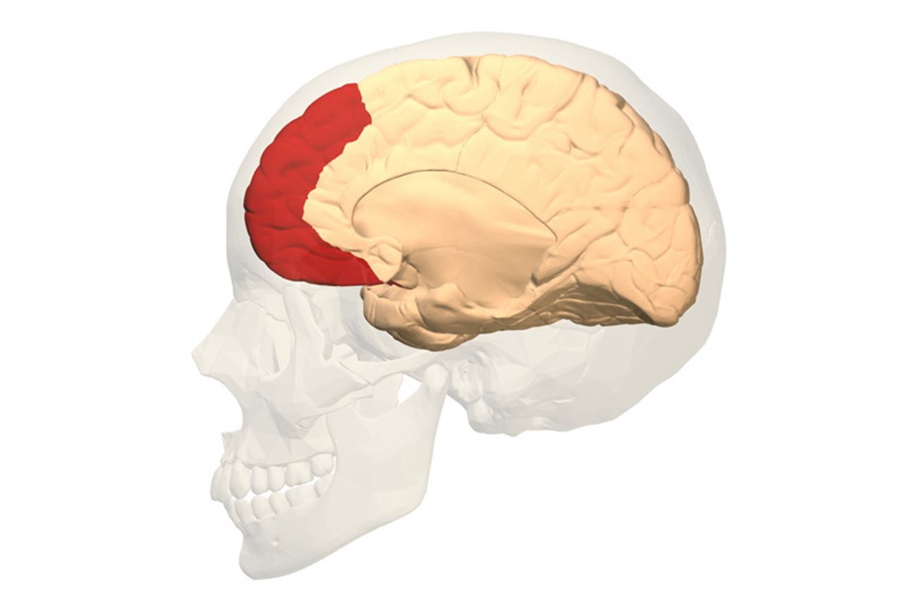 prefrontal cortex