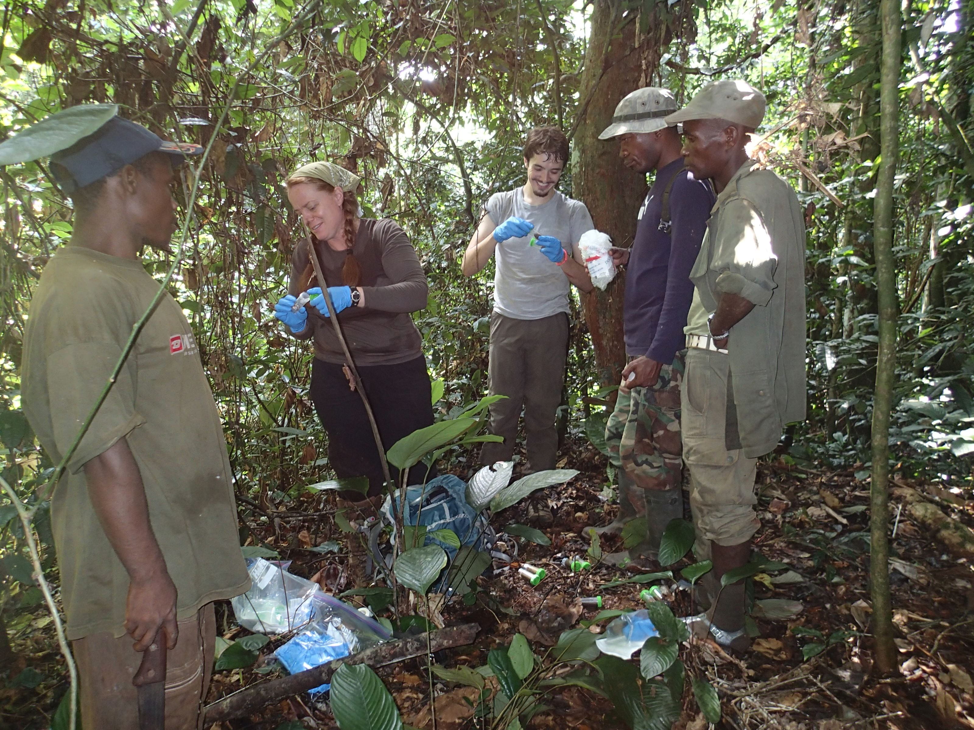 Mary Katherine Gonder and Paul Sesink Clee (at center of group) processing chimpanzee fecal samples for genetic analyses. Credit George Ghamu