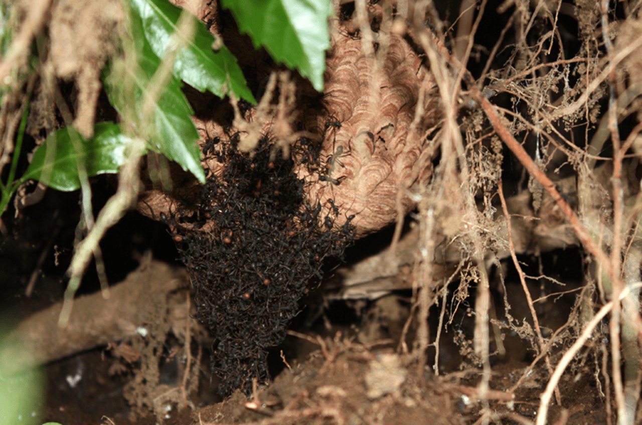 swarm of army ants