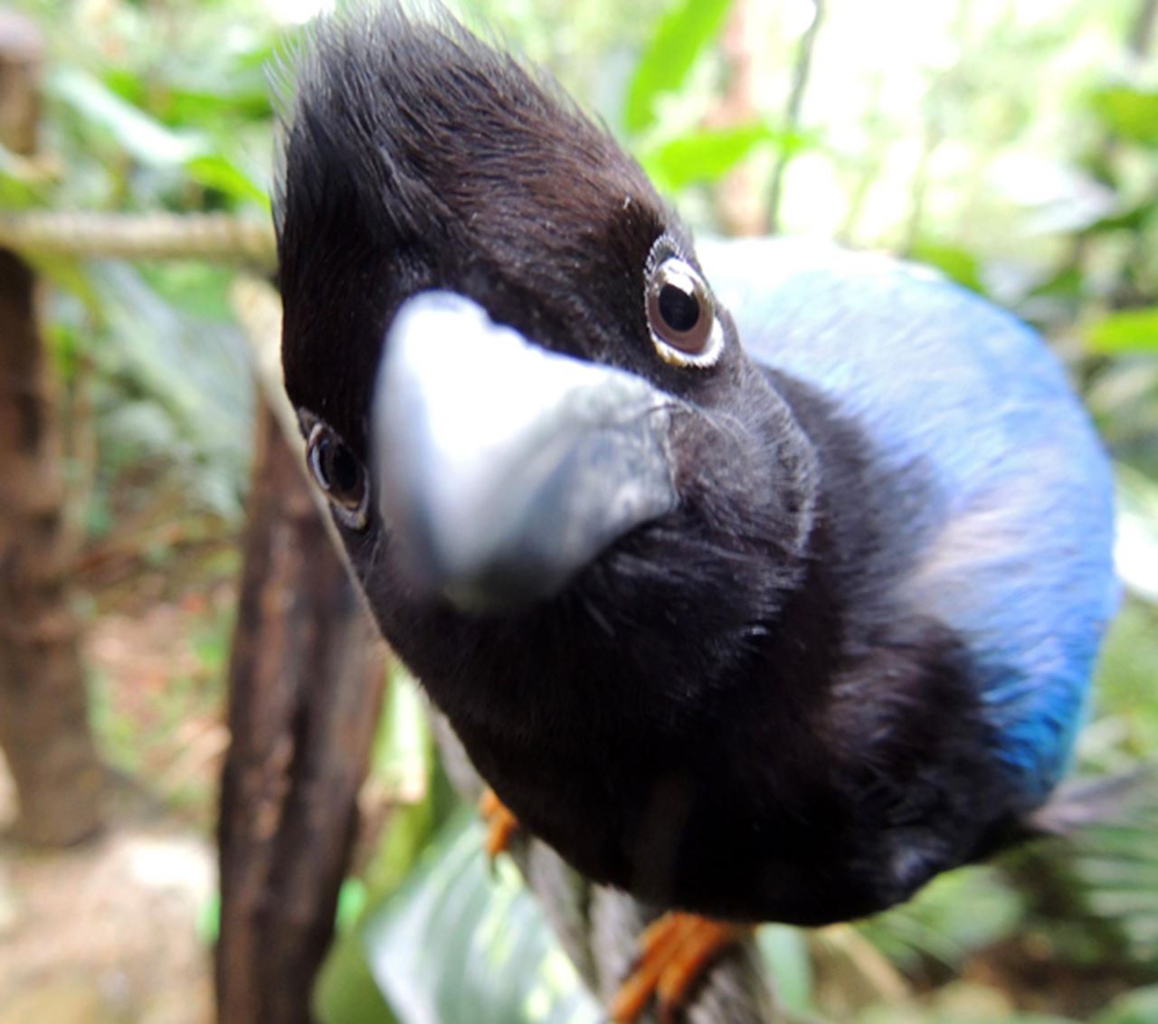 "Making New Friends!" by Araks Ohanyan.