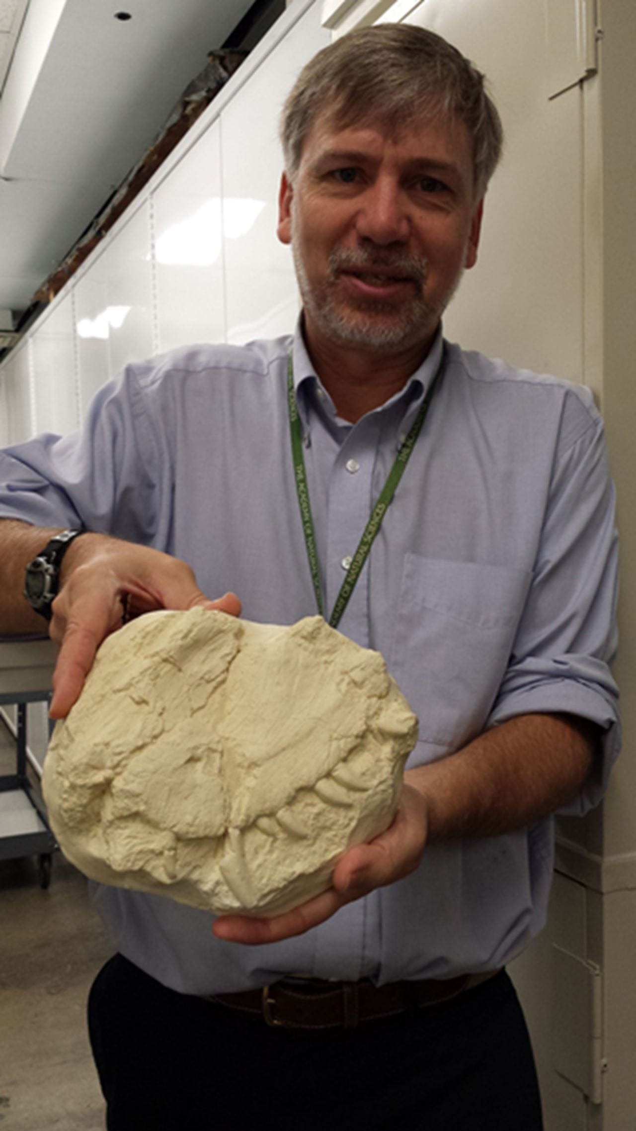 Ted Daeschler, PhD, vice president for collections at the Academy of Natural Sciences, holds a cast of the jaw specimen.