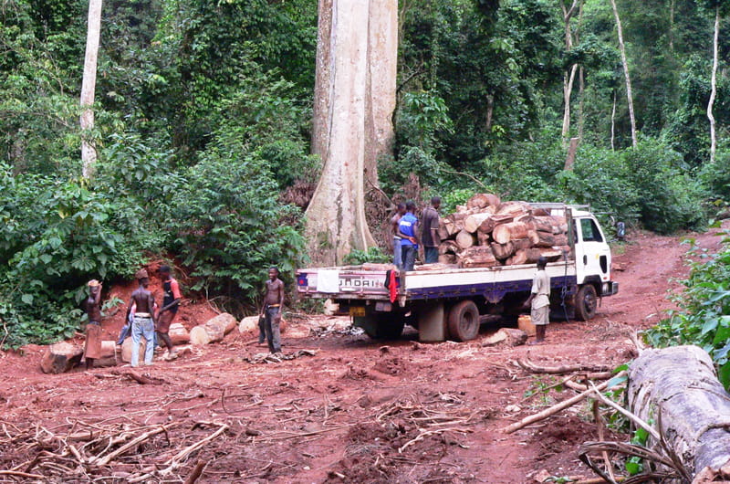 An illegal logging operation in the Krokosua Hills Forest Reserve. Photo credit: Nicole Arcilla.