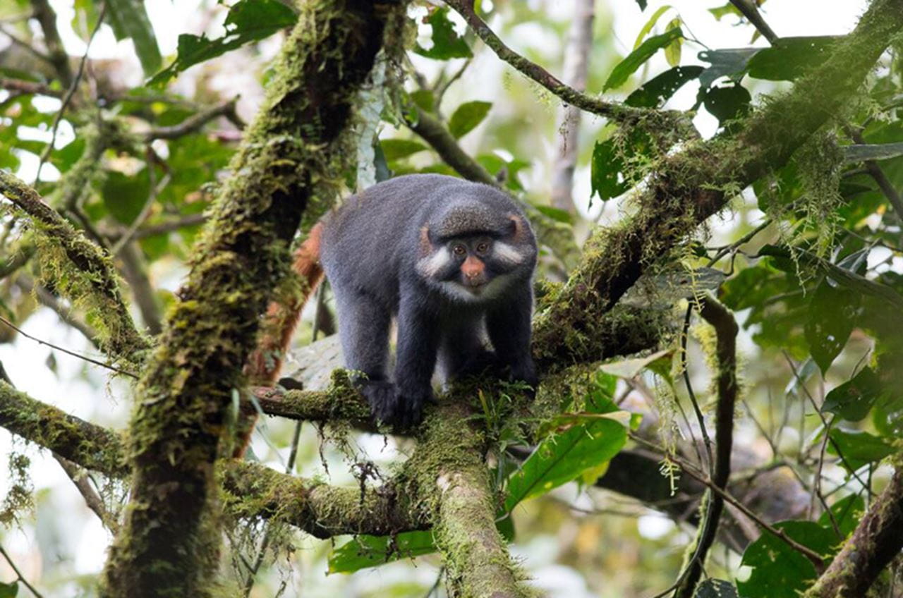 Red-eared monkey. Photo by Ian Nichols/National Geographic.