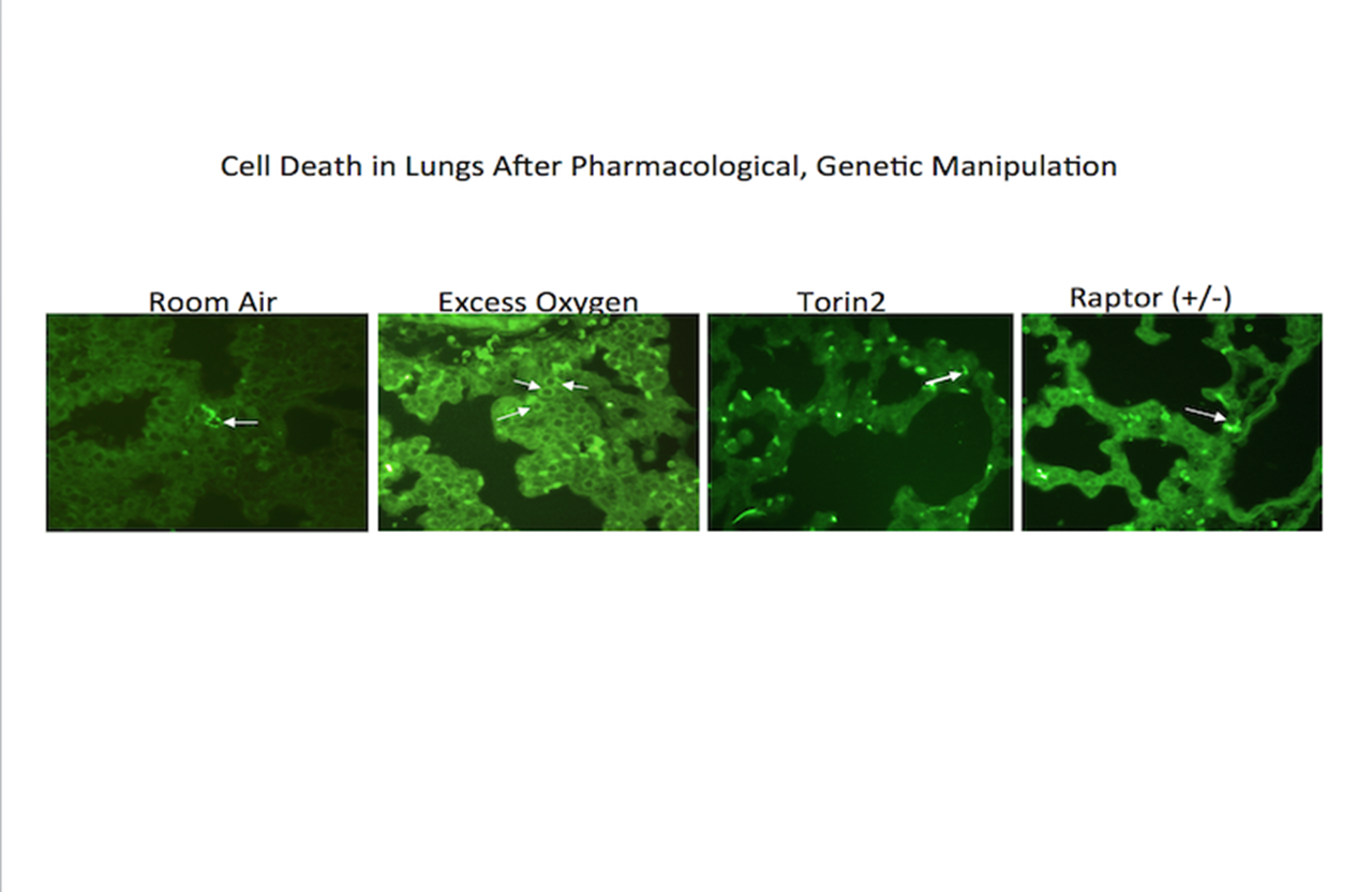 Cell Death in Mice 