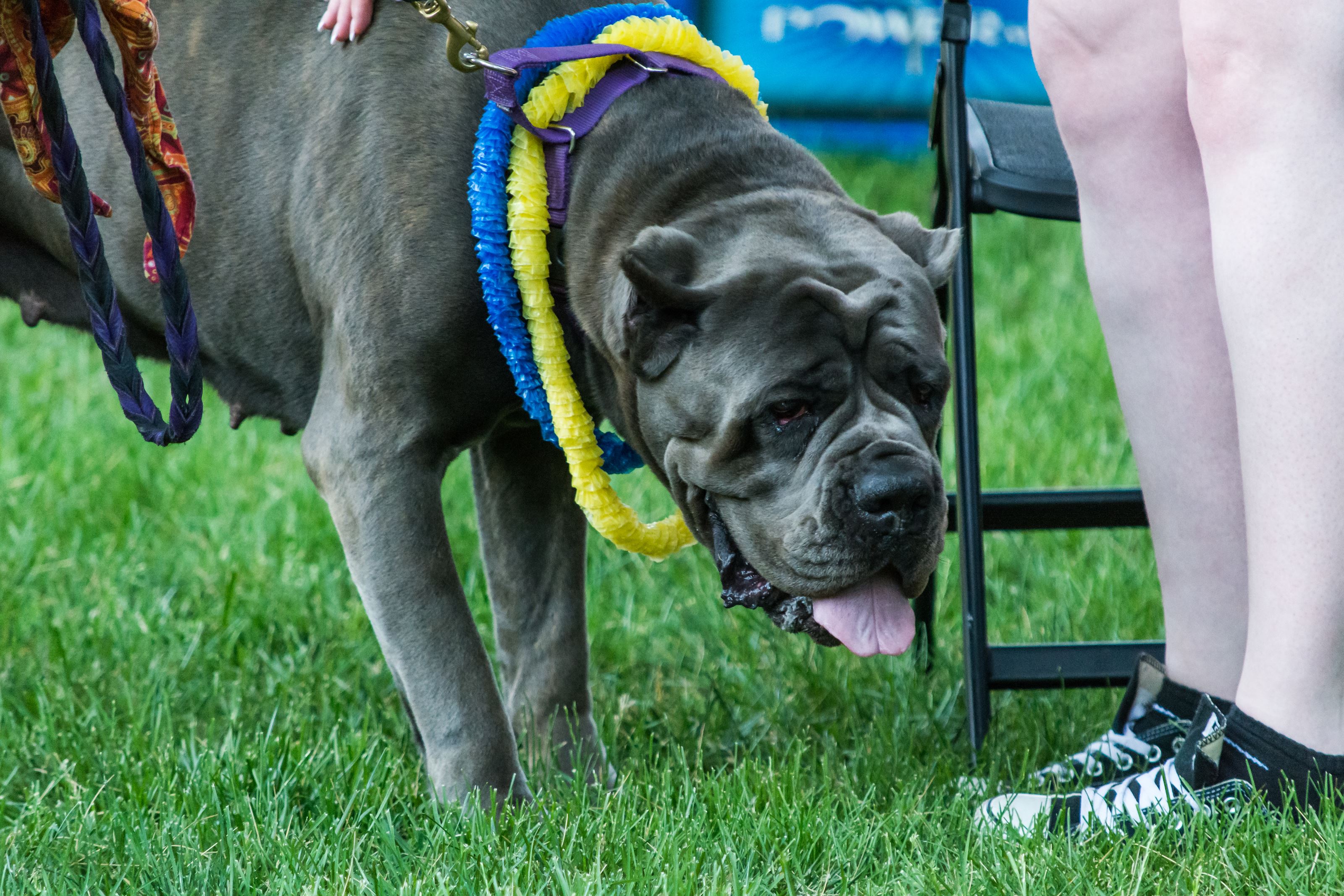 Chai wears blue and gold at an event for staff members of Drexel Athletics.