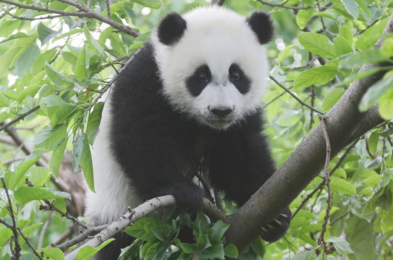 Giant panda in a tree. Photo by Zhang Zhihe.