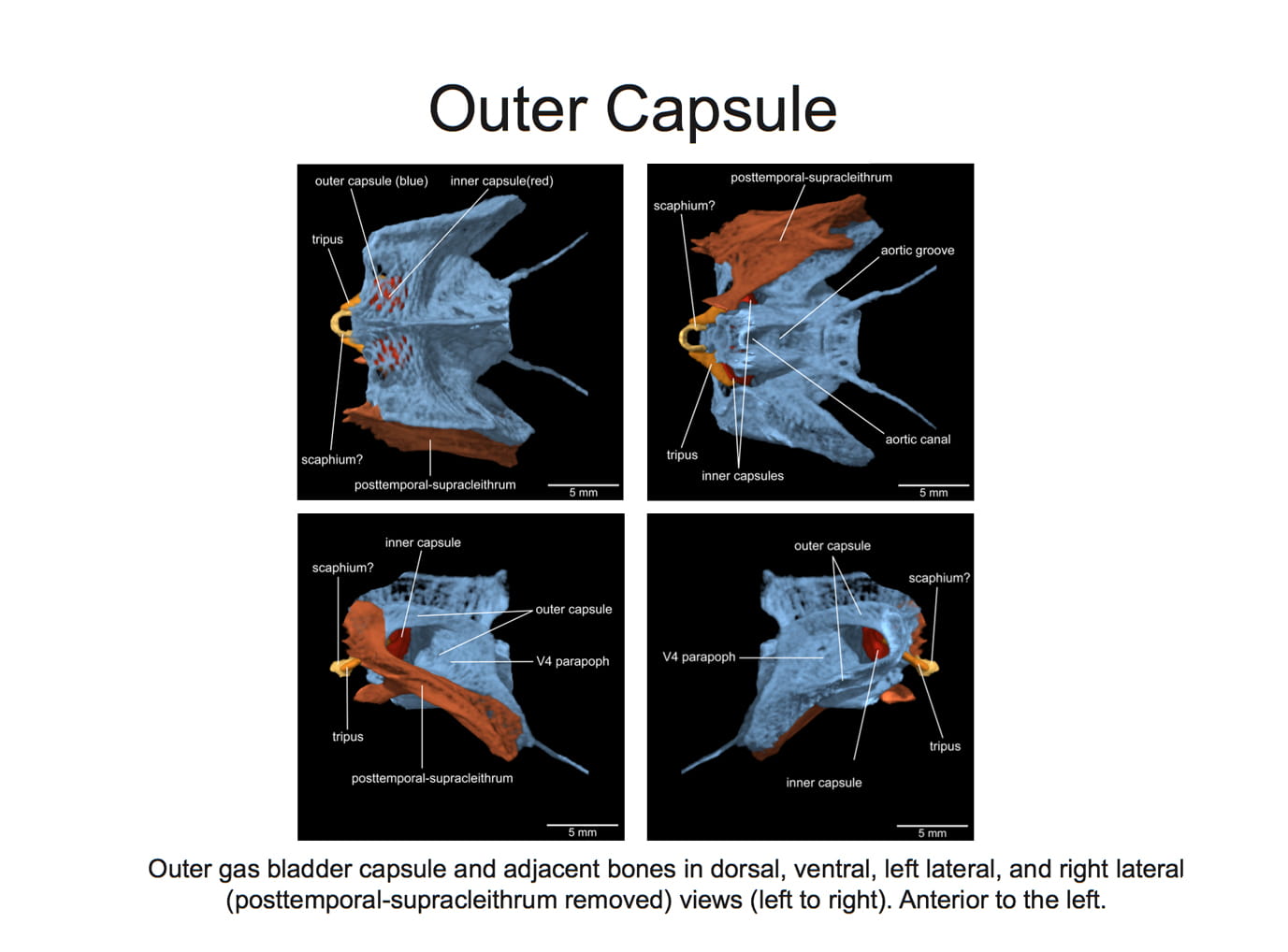 Images of the outer capsule surrounding the Hypophthalmus swim bladders.