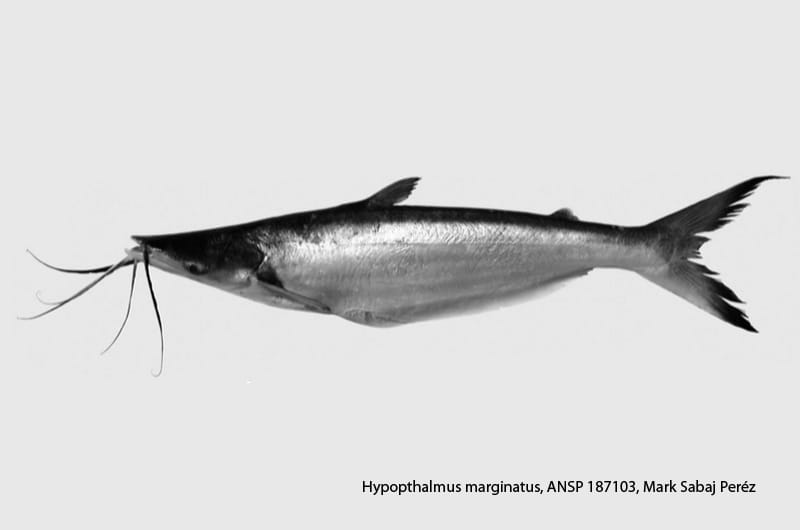Left side view of the Hypophthalmus marginatus collected from the Suriname River.
