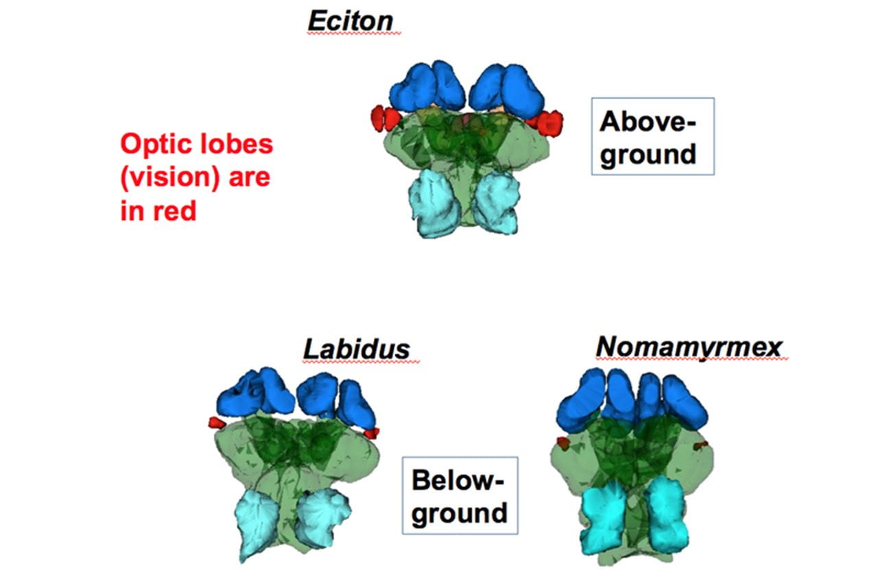A diagram comparing the optical lobes in the brains of above and below-ground genera of army ants.