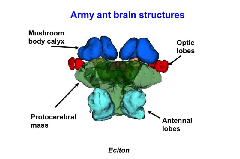 A diagram depicting the different sections of an ant's brain.