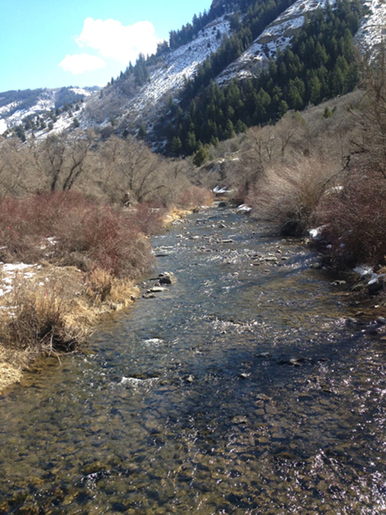 One of the sites being studied, the Bear River in Utah. Photo by Jon Gelhaus.