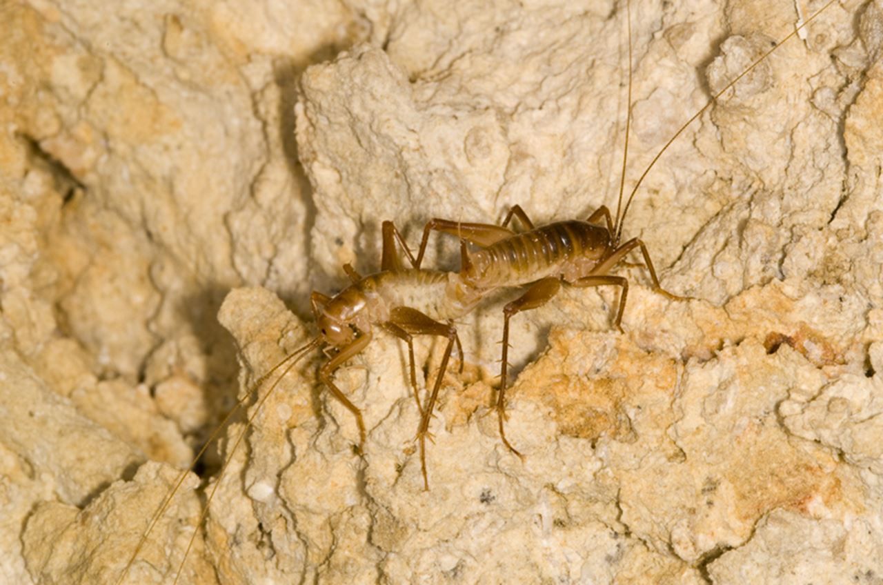 A pair of Ceuthophilus crickets.