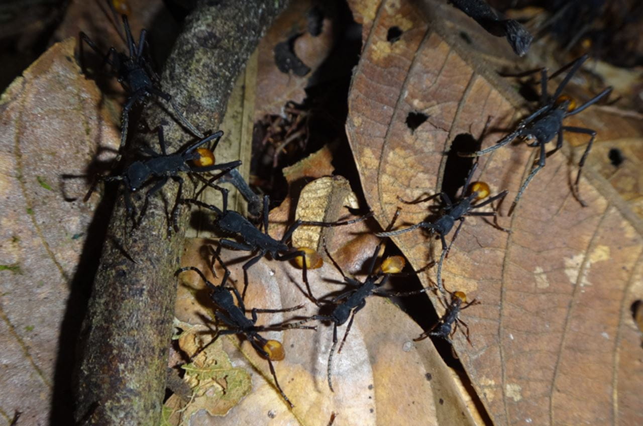 Eciton rapax, another variety of the ants who seemed to evolve to regrow the sight centers of their brains after returning to the surface millions of years ago.