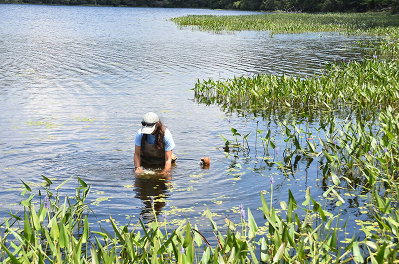 Pulling Traps- Raffaela Marano (Environmental Science)