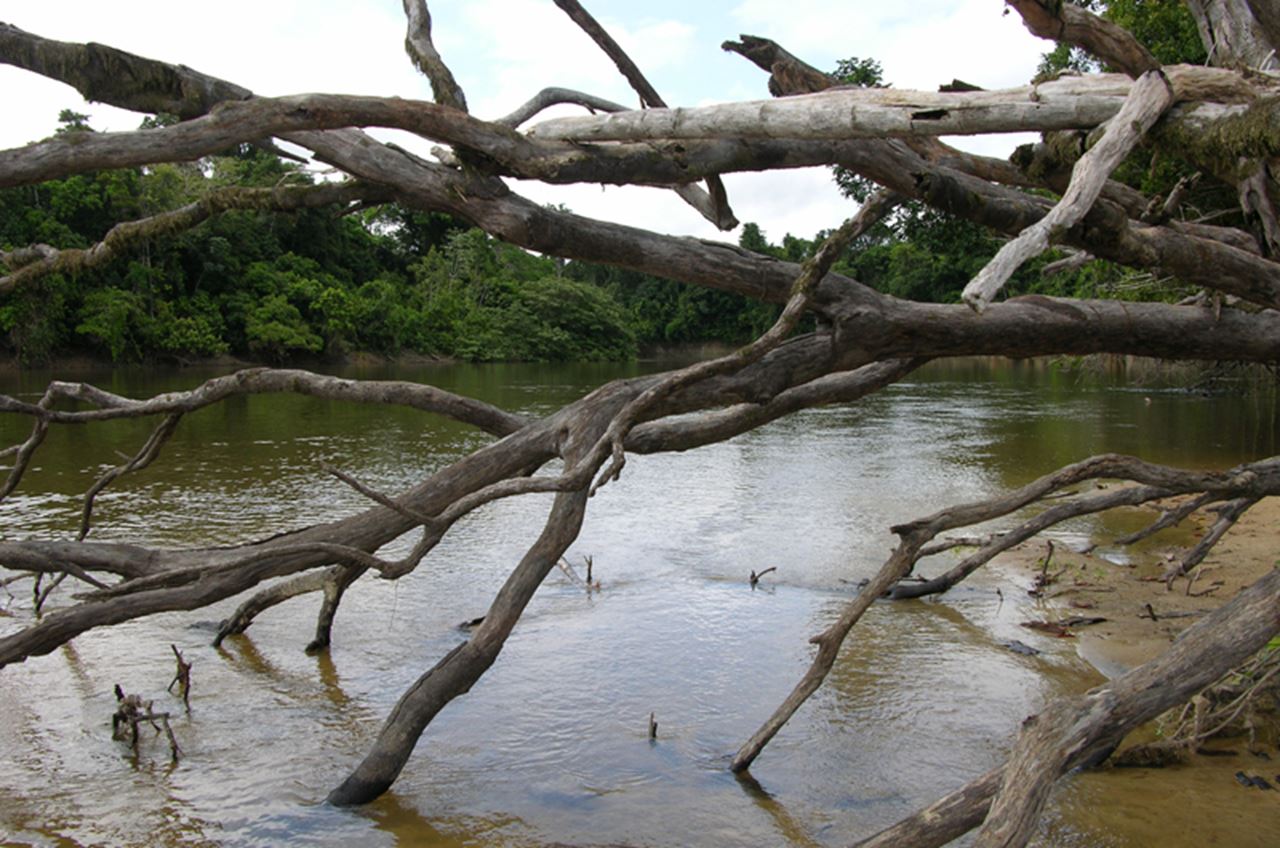 A fallen tree sticking into a river.