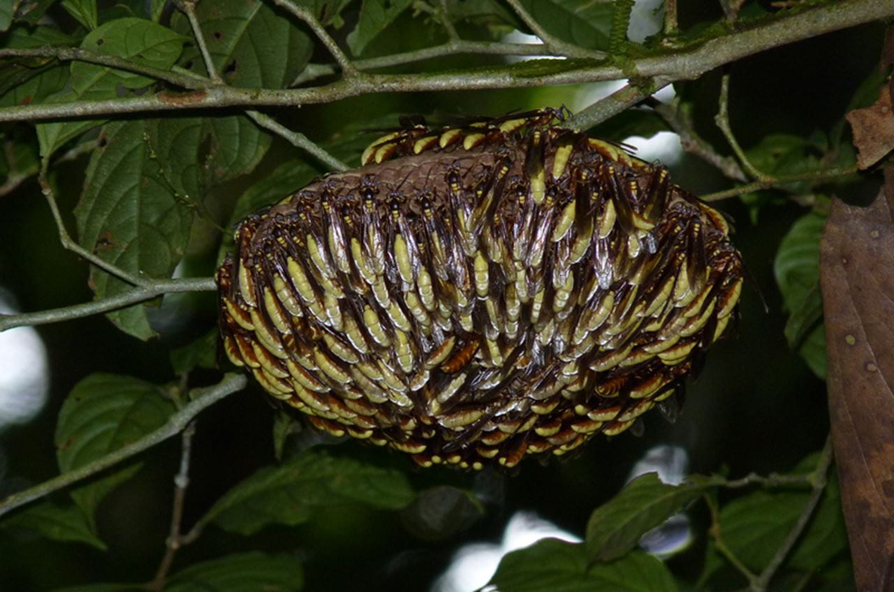 Apoica pallens clustering around their hive.