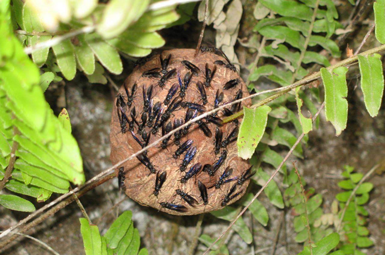 Polybia raui wasps outside their next
