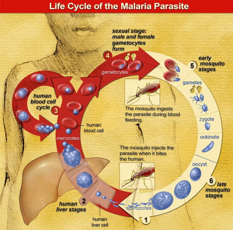 Malaria parasite lifecycle 