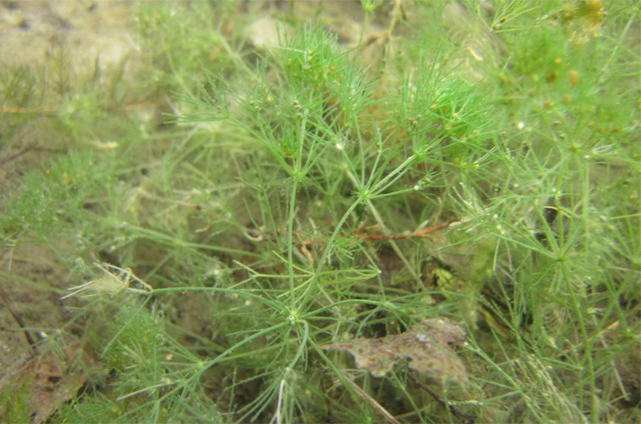 Lychnothamnus barbatus in the wild