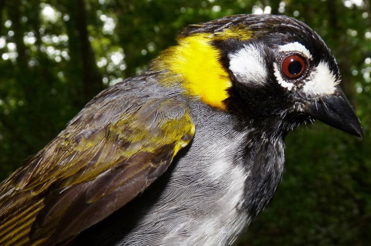 White-eared ground sparrow