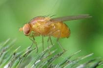 A fruit fly standing on an evergreen branch