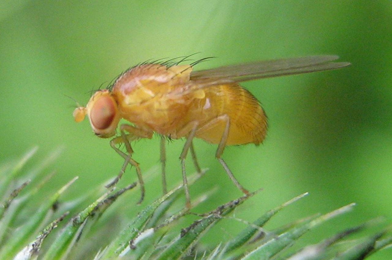 A fruit fly standing on an evergreen branch