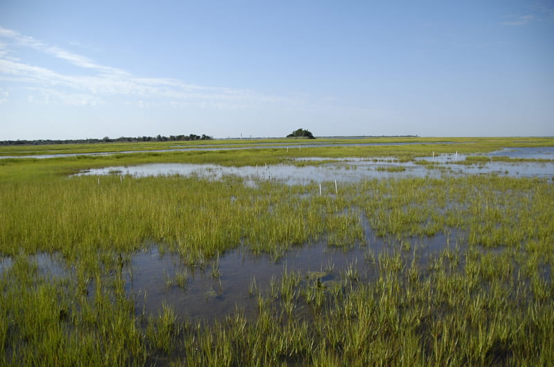A wide view of a Barnegat Bay salt marsh