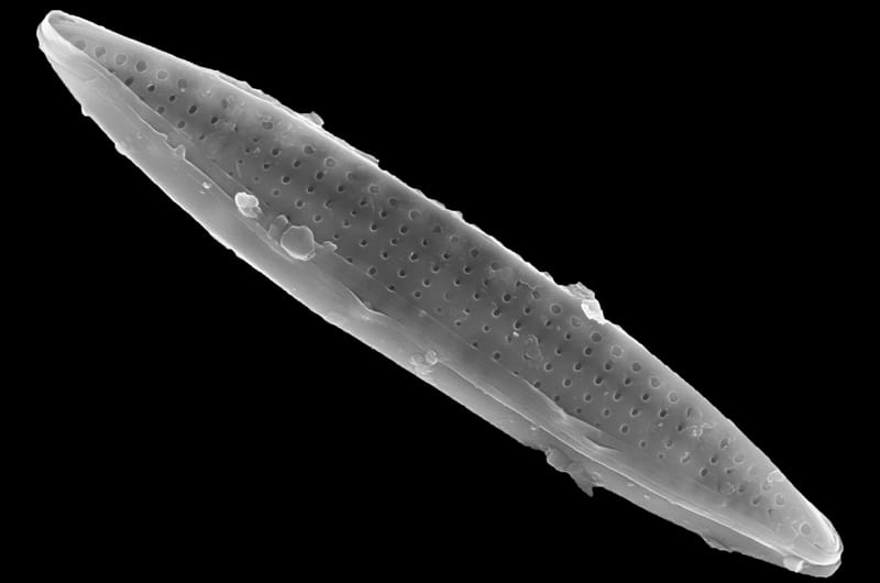 Microscopic image of Nitzschia frustulum.