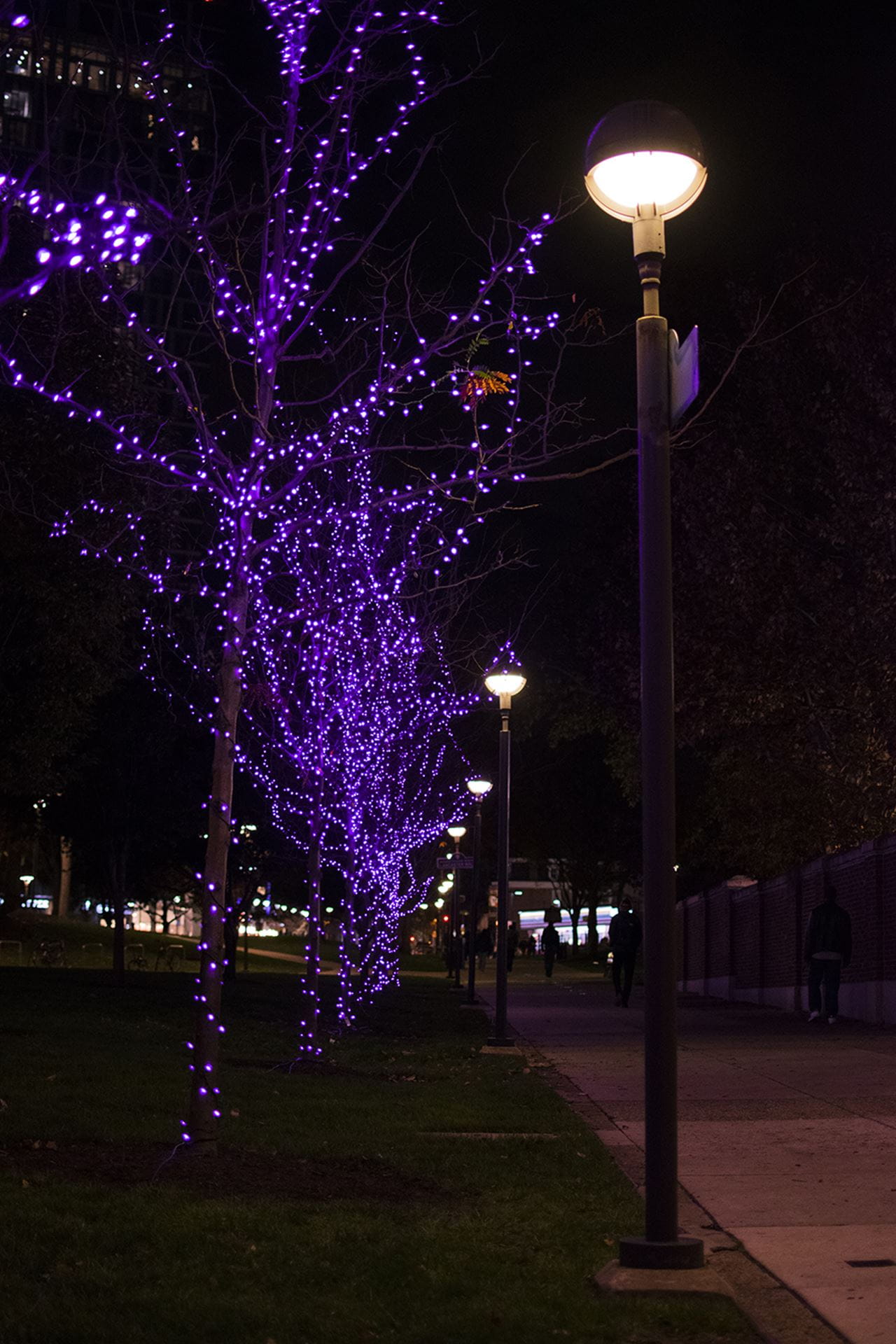 The trees on Lancaster Walk.
