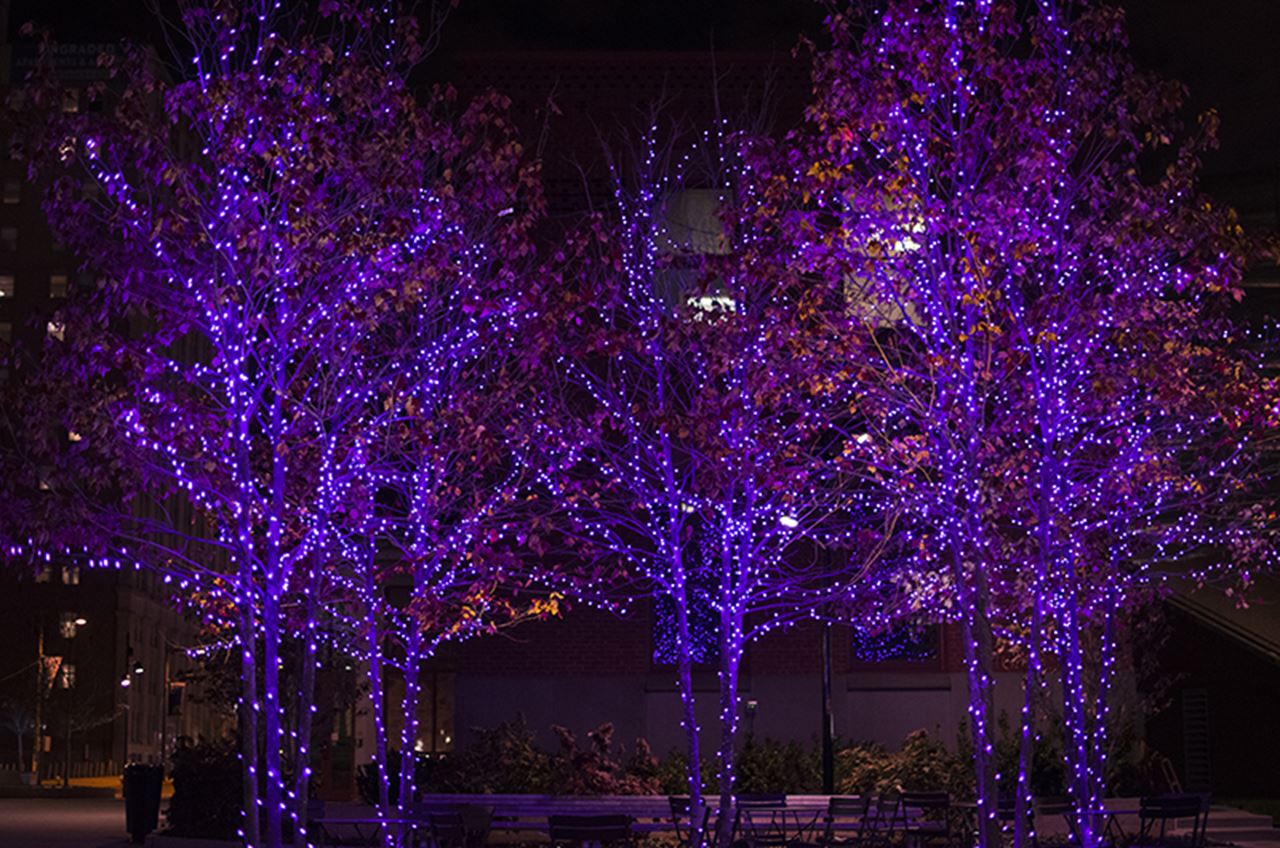 The trees outside of the Paul Peck Alumni Center. 
