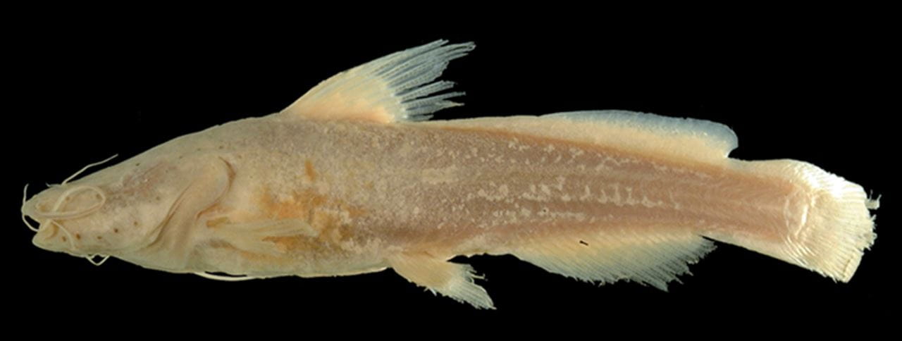 A profile view of satan eurystomus