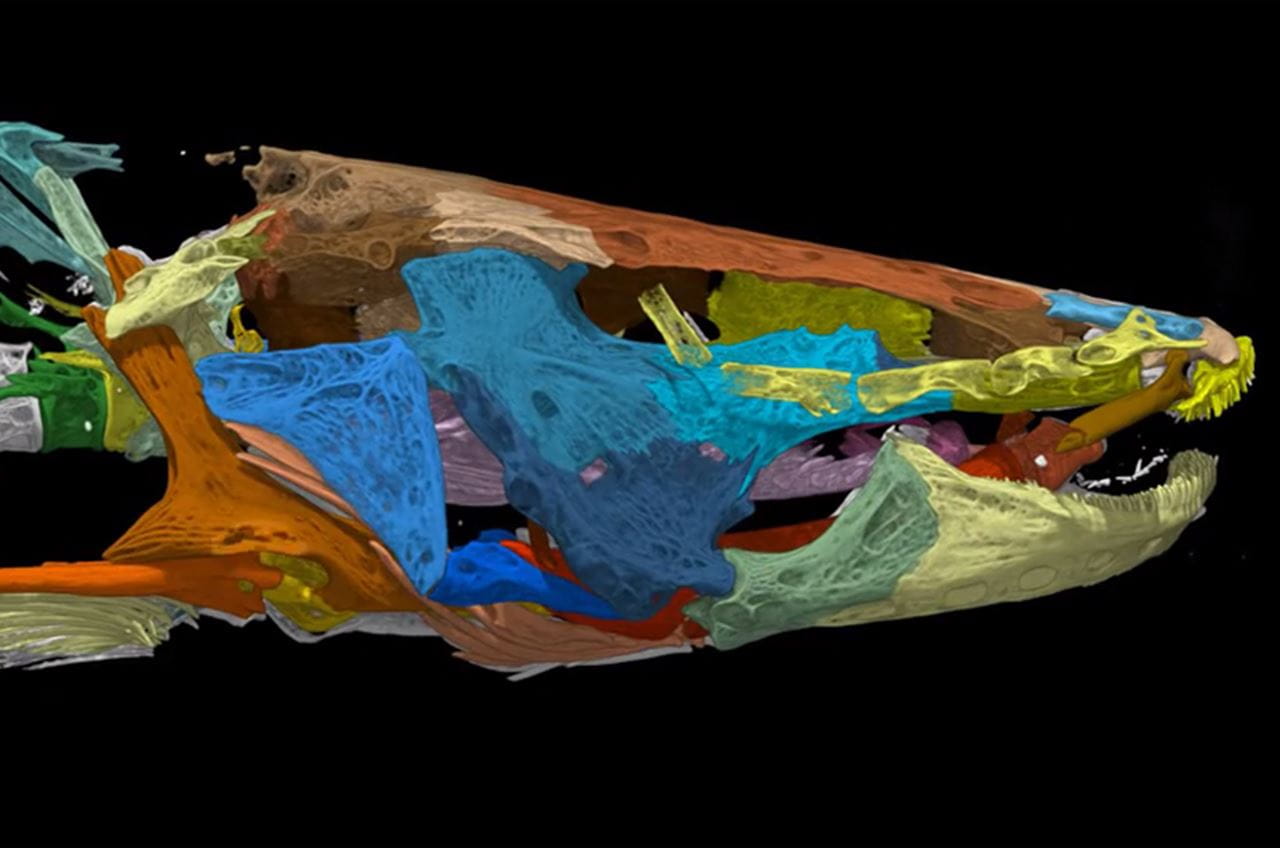 A colorized scan of the profile of Satan eurystomus from the right side. Screenshot from video.