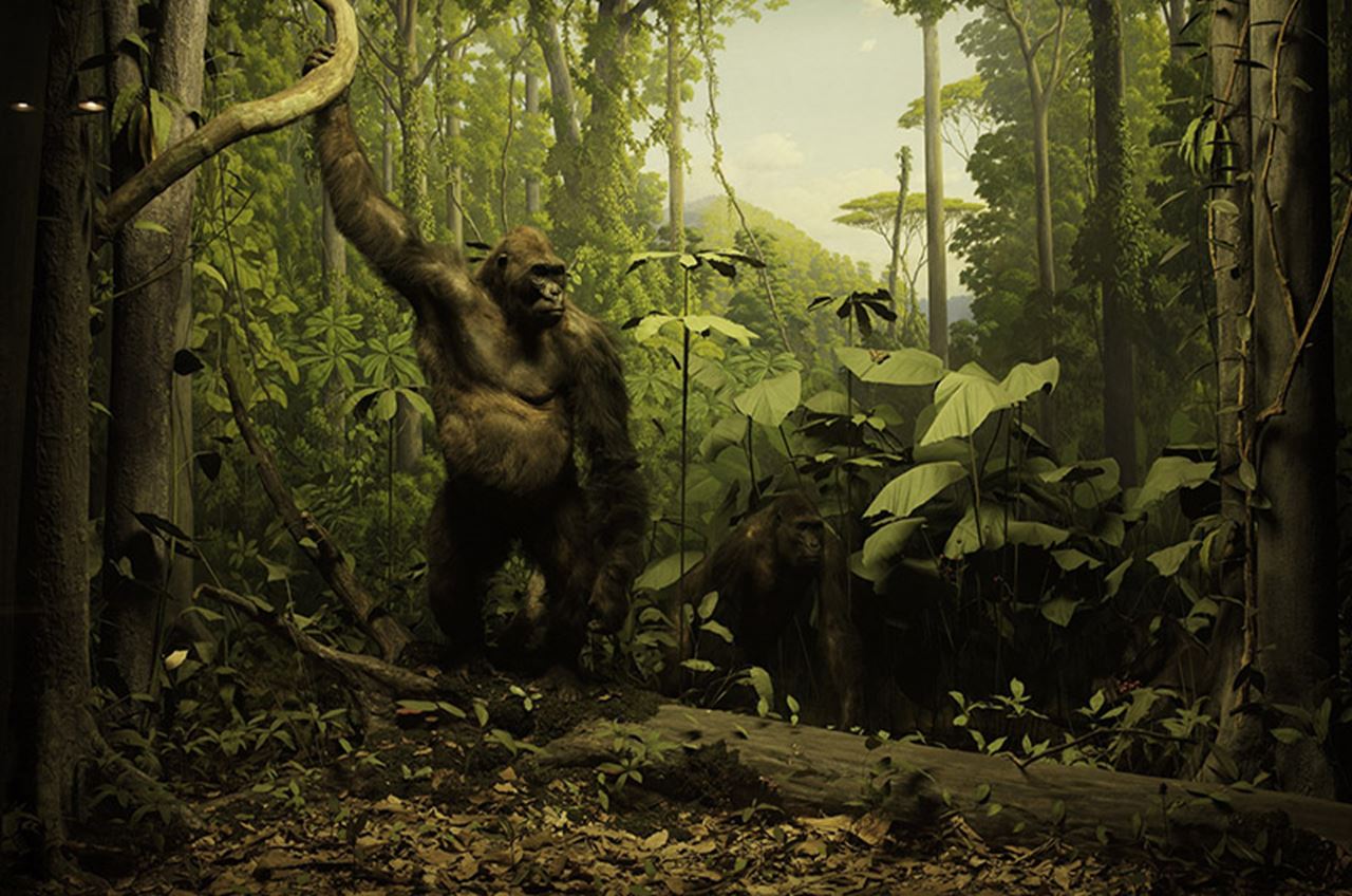The gorilla diorama, which originally opened in 1938. Photo courtesy the Academy of Natural Sciences.