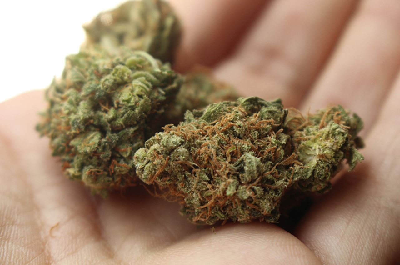 A person's hand holding marijuana