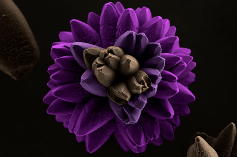 "Gerbera Flower" by Ricardo Tranquilin, Federal University of Sao Carlos, Brazil. 