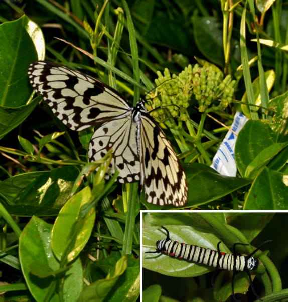 A picture of a butterfly on a plant with an inset of the butterfly's larva on the same kind of plant.