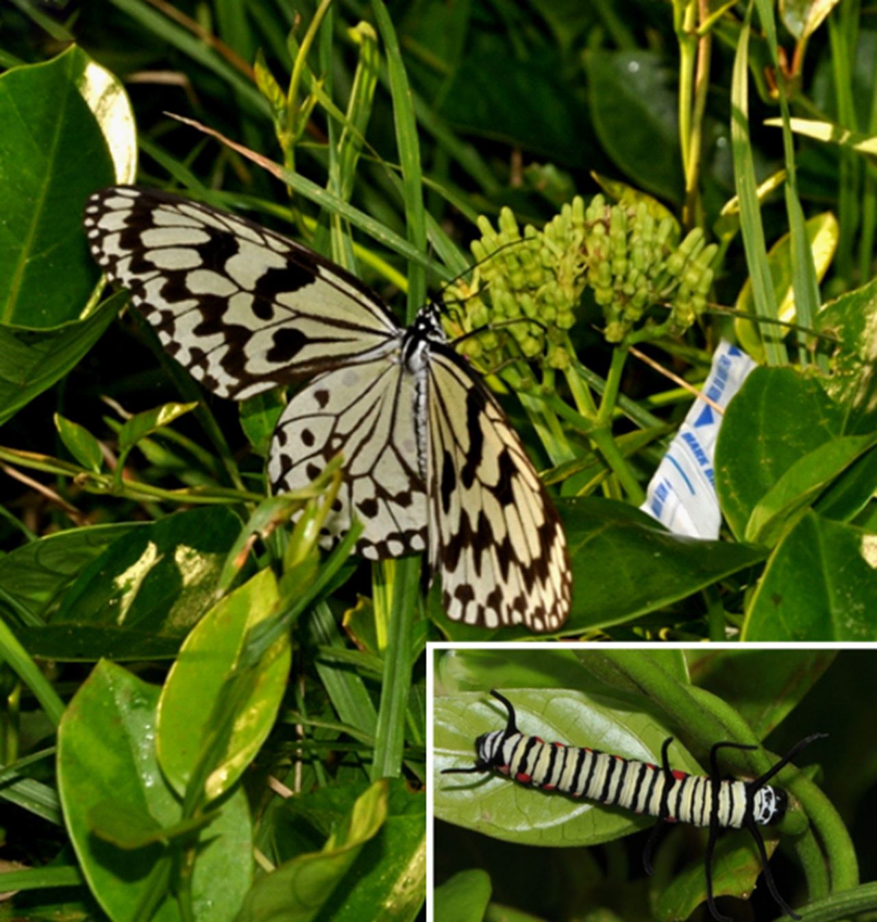 A picture of a butterfly on a plant with an inset of the butterfly's larva on the same kind of plant.