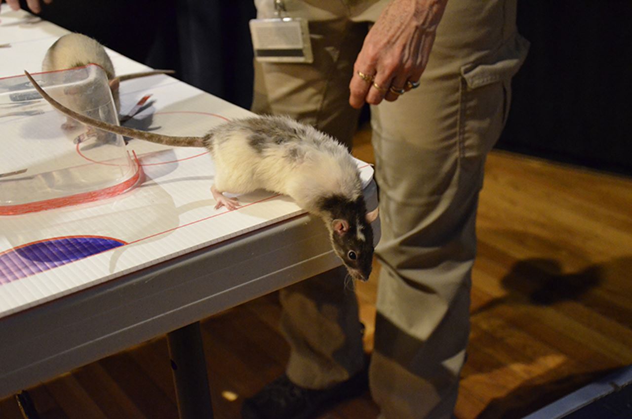 A close-up of one of the rat athletes.