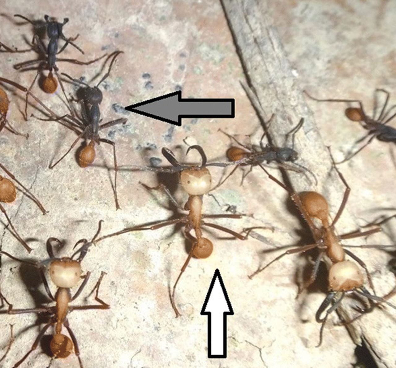 A bunch of ants moving on the forest floor.