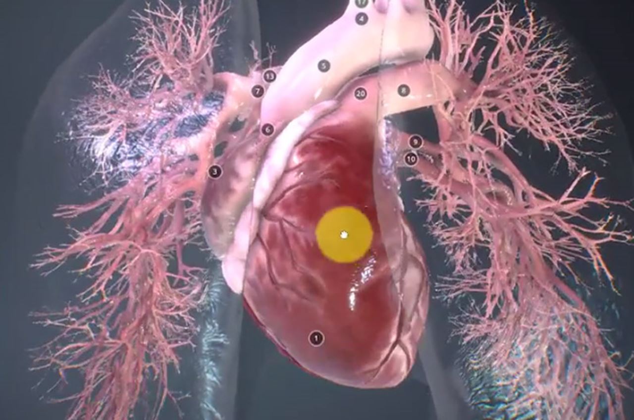 screenshot of a heart diagram