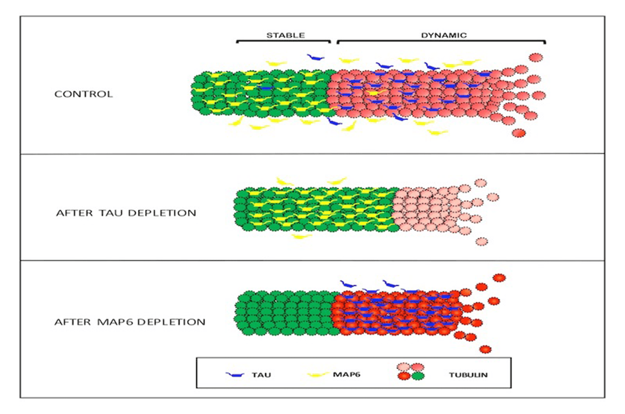 Microtubules 