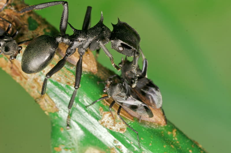 A turtle ant on a branch with another type of smaller bug
