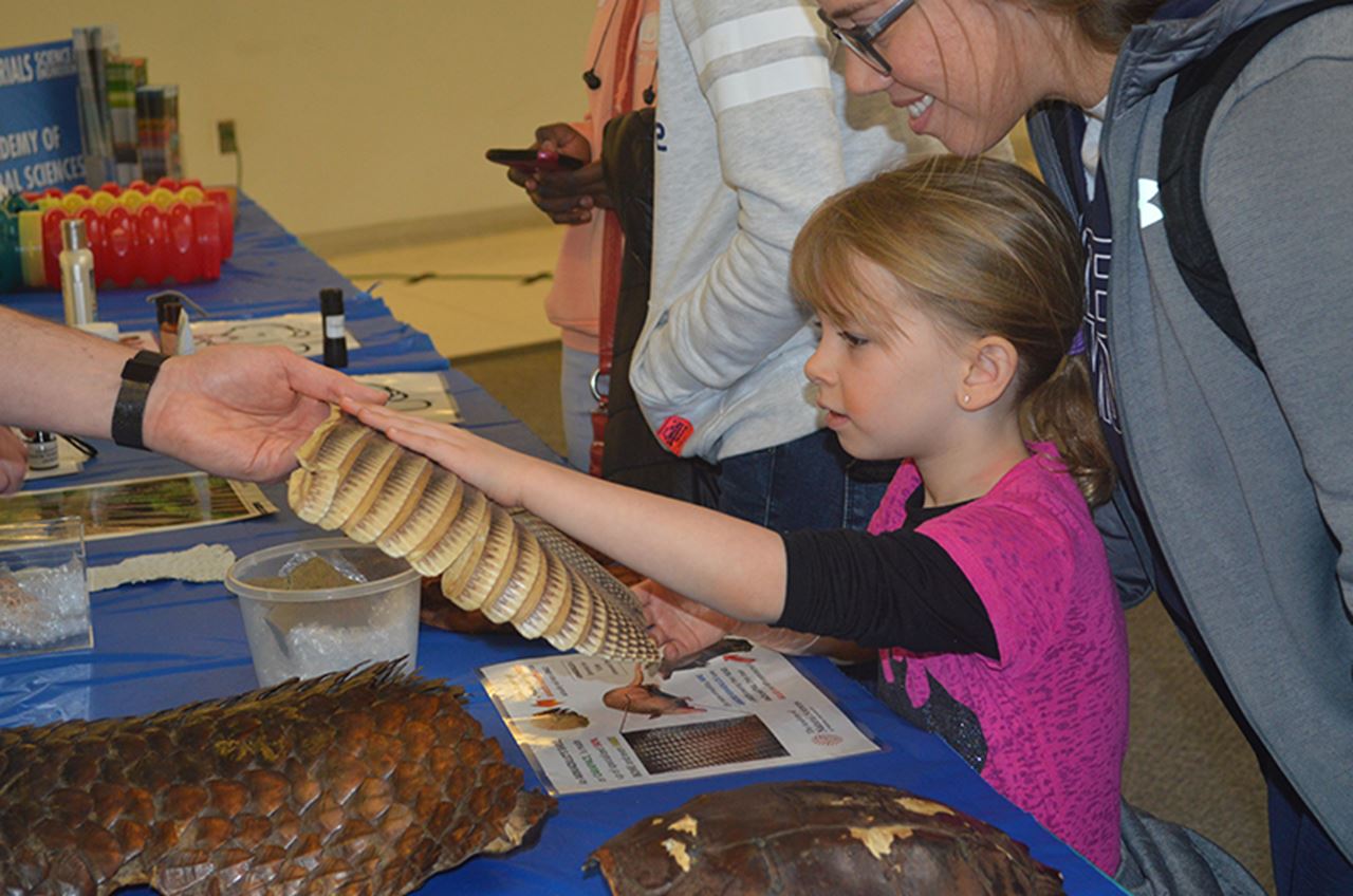 Getting up close and personal with the animal armor of an armadillo with the Academy of Natural Sciences at Philly Materials Day 2018.