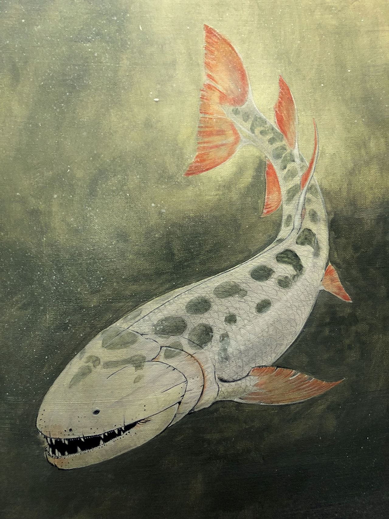 A drawing of the Hyneria Lindae