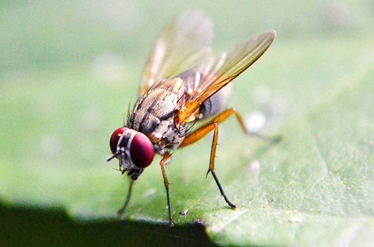A fruit fly standing on a plant's leaf.