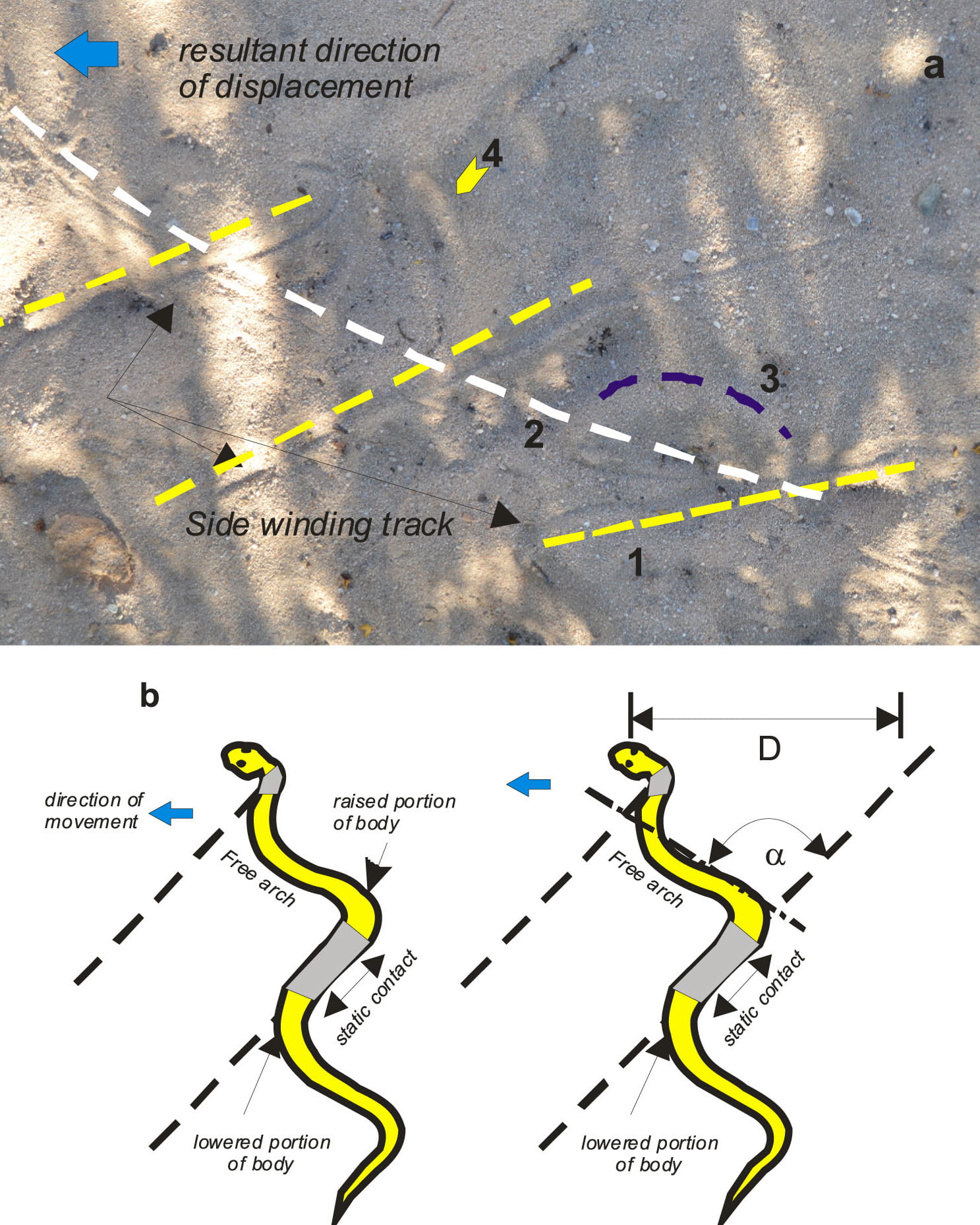 snake movement patters